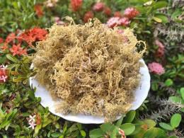 Jamaican Gold Round Irish Moss